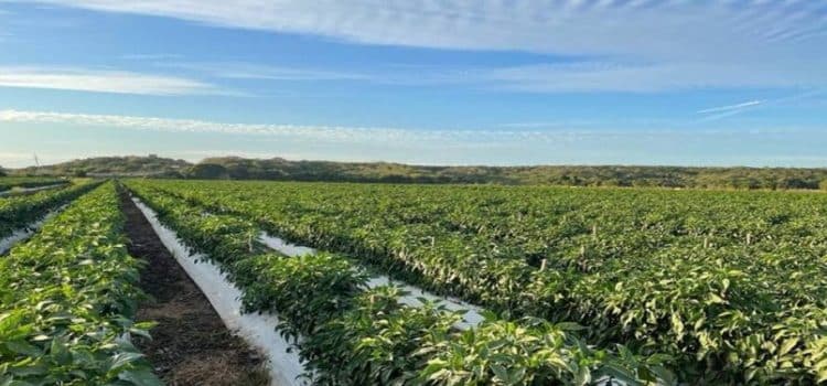 Se reduce un 49% la superficie de siembra de temporal en Sinaloa