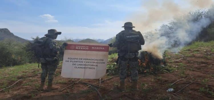 Destruyen plantío de marihuana en el poblado Zalate de los Ibarra en Culiacán