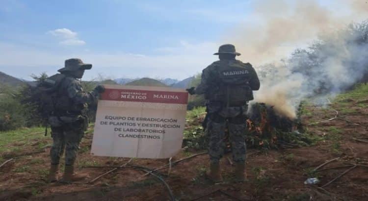 Destruyen plantío de marihuana en el poblado Zalate de los Ibarra en Culiacán