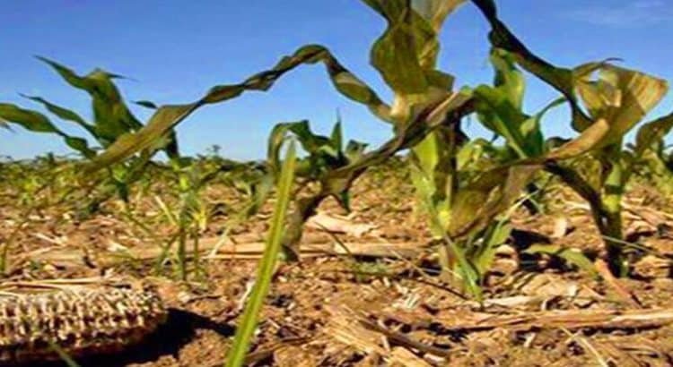 Sinaloa presenta la peor sequía de todos los tiempos
