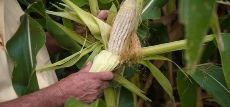 Confirman fechas de pago a productores de maíz y trigo de Sinaloa