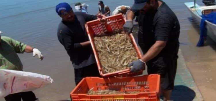 Sinaloa entre los estados que entran en veda de camarón