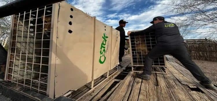 Por violencia en Culiacán, trasladan más de 700 animales del Santuario Ostok a Mazatlán