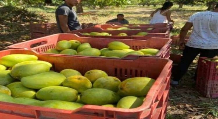 Mango del sur de Sinaloa en peligro por la sequía en el estado