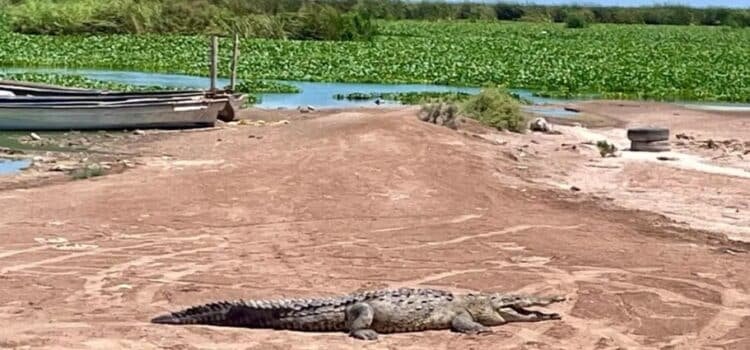 Protección Civil de Culiacán y GEPA liberan dos cocodrilos