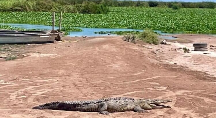Protección Civil de Culiacán y GEPA liberan dos cocodrilos