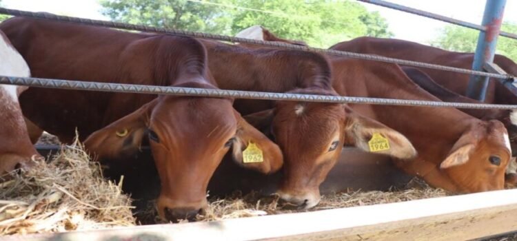Entregan 23 mil pacas de alimento a ganaderos en Sinaloa
