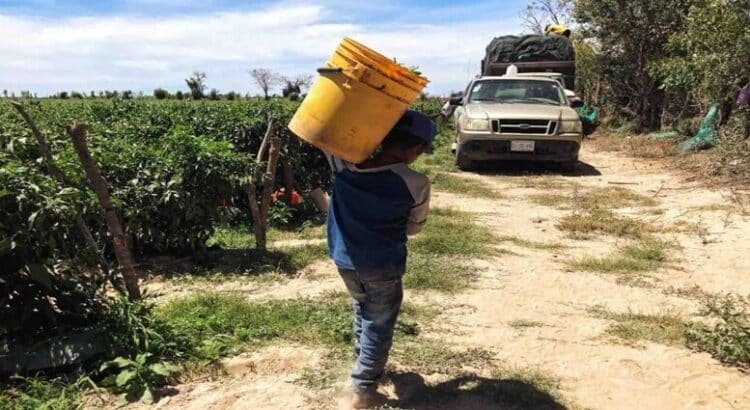 Trabajo infantil afecta a 59,870 menores en Sinaloa