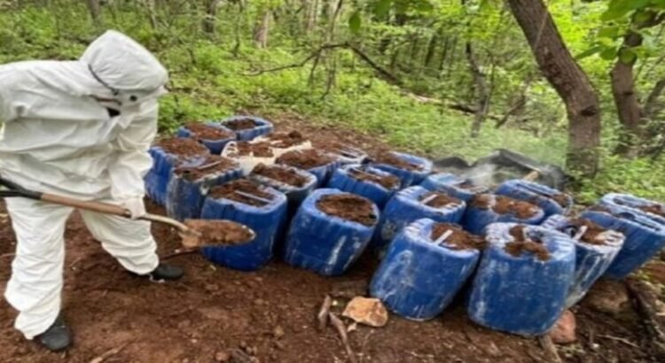 Aseguran dos laboratorios clandestinos y 70 kilos de mariguana en Cosalá y Culiacán