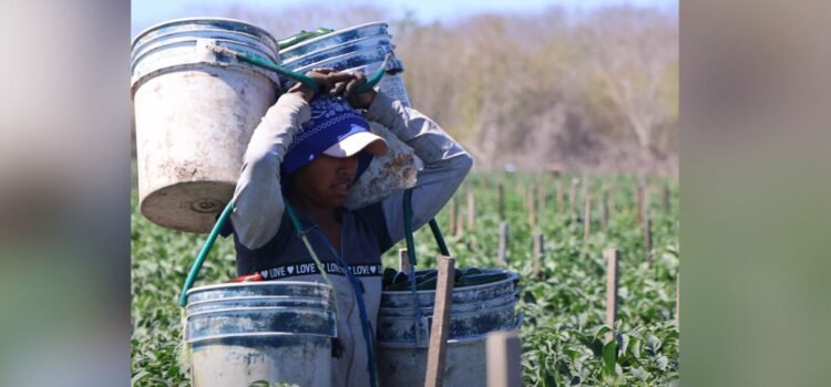 Ley Silla llegará a campos agrícolas de Sinaloa