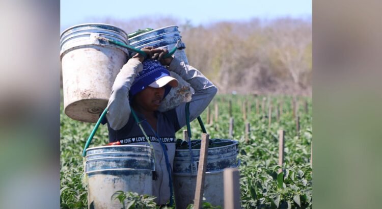 Ley Silla llegará a campos agrícolas de Sinaloa