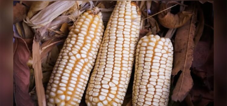 Productores de maíz reclaman por retraso en pagos federales de apoyo agrícola