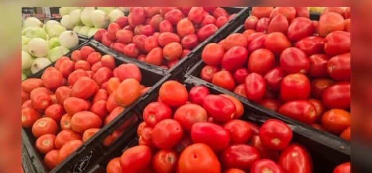 Exportación de tomate sinaloense, bajo revisión por reglas del T-MEC Exportación de tomate sinaloense, bajo revisión por reglas del T-MEC
