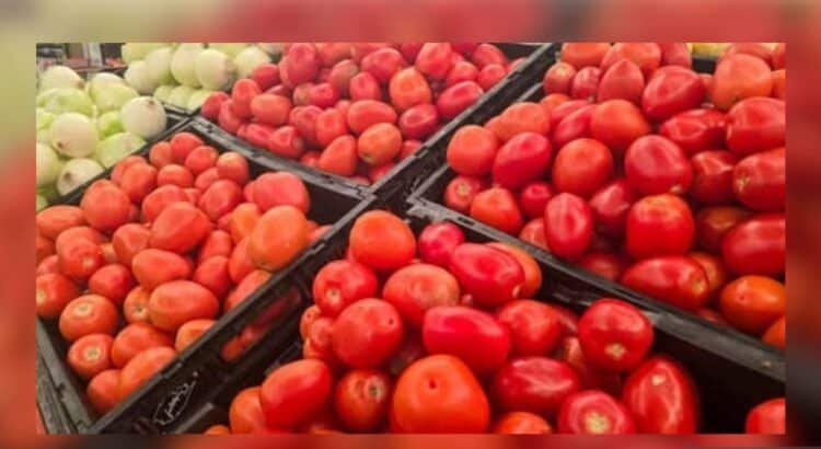 Exportación de tomate sinaloense, bajo revisión por reglas del T-MEC