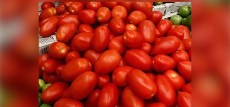 Aranceles de EU amenazan exportaciones de tomate sinaloense