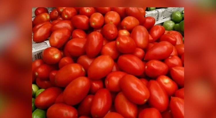 Aranceles de EU amenazan exportaciones de tomate sinaloense