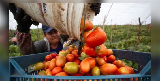 Miles de empleos agrícolas en riesgo en Sinaloa por arancel al jitomate