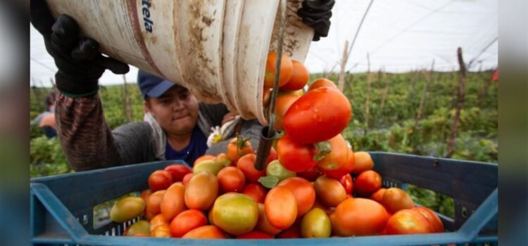 Miles de empleos agrícolas en riesgo en Sinaloa por arancel al jitomate Miles de empleos agrícolas en riesgo en Sinaloa por arancel al jitomate