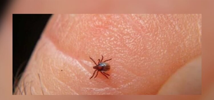 Seis muertes por rickettsia en Sinaloa