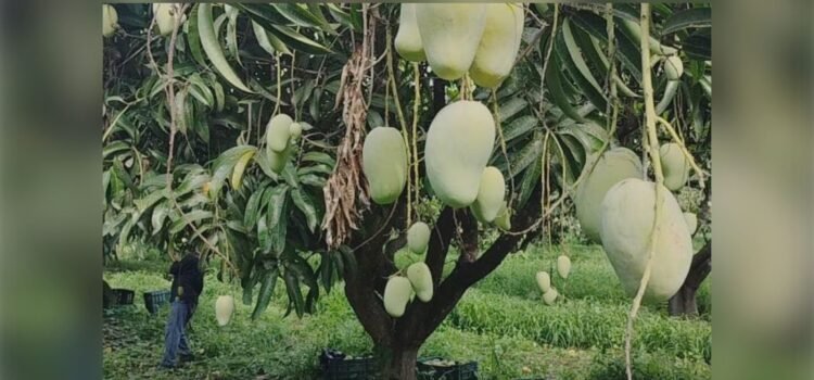 Producción de mango en Sinaloa podría caer 30% Producción de mango en Sinaloa podría caer 30%