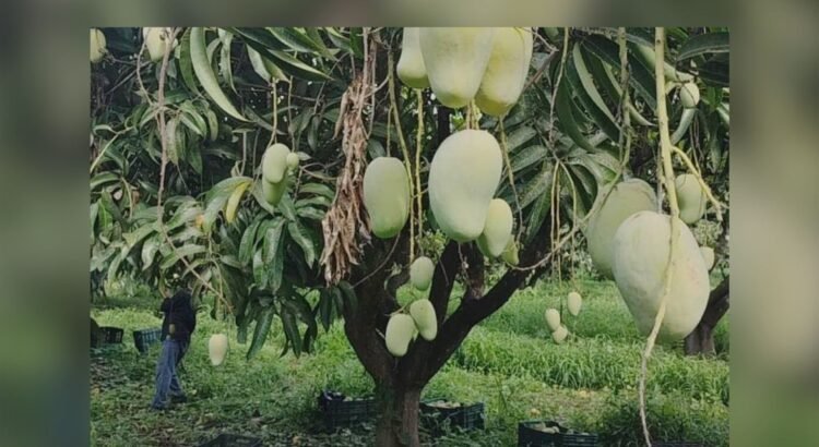 Producción de mango en Sinaloa podría caer 30%