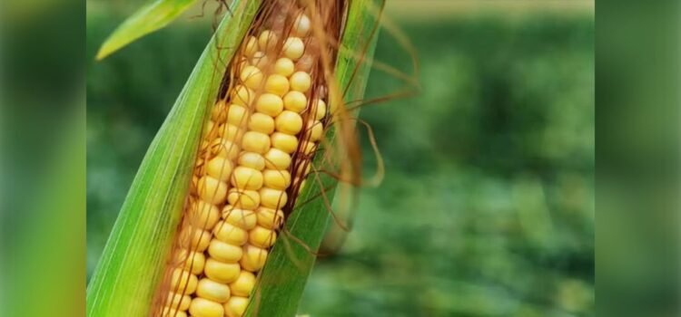 Importaciones de maíz golpean a productores de Sinaloa