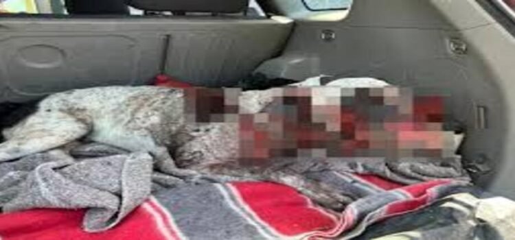 Sujeto alcoholizado ataca con machete a perro