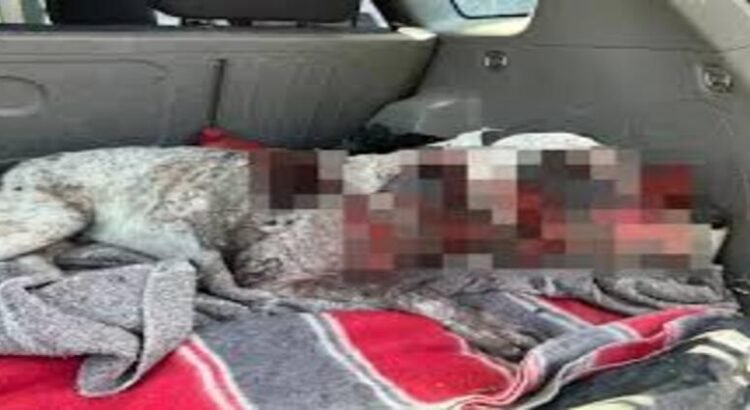 Sujeto alcoholizado ataca con machete a perro