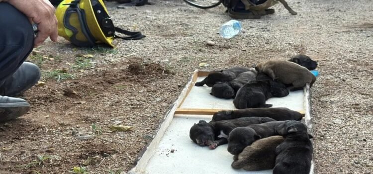 Rescatan a 10 cachorros de una casa baleada e incendiada en Culiacán