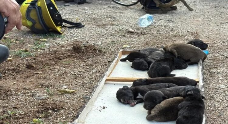 Rescatan a 10 cachorros de una casa baleada e incendiada en Culiacán