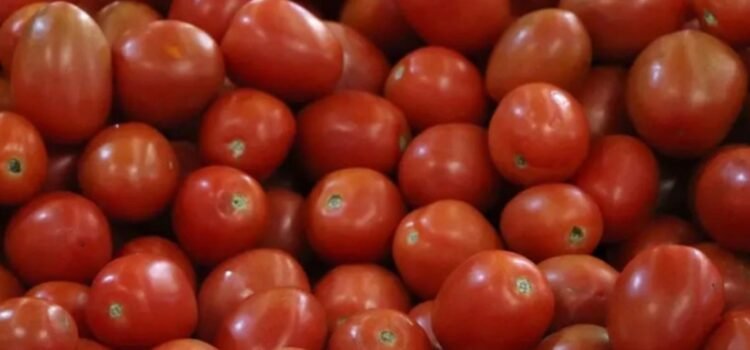 Establece México nuevos precios base para exportar tomate fresco Establece México nuevos precios base para exportar tomate fresco