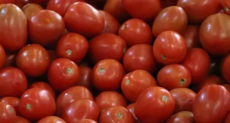 Establece México nuevos precios base para exportar tomate fresco