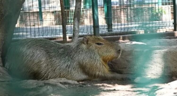 Capibara desaparece del Zoológico de Culiacán