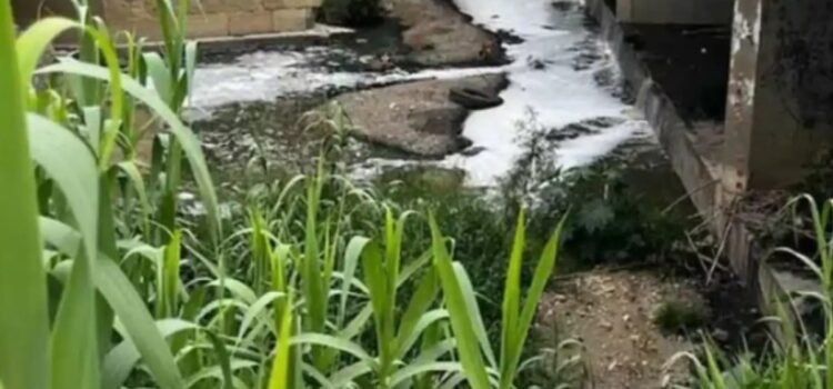 Descendió México en el Índice de Desempeño Ambiental 2024 Descendió México en el Índice de Desempeño Ambiental 2024