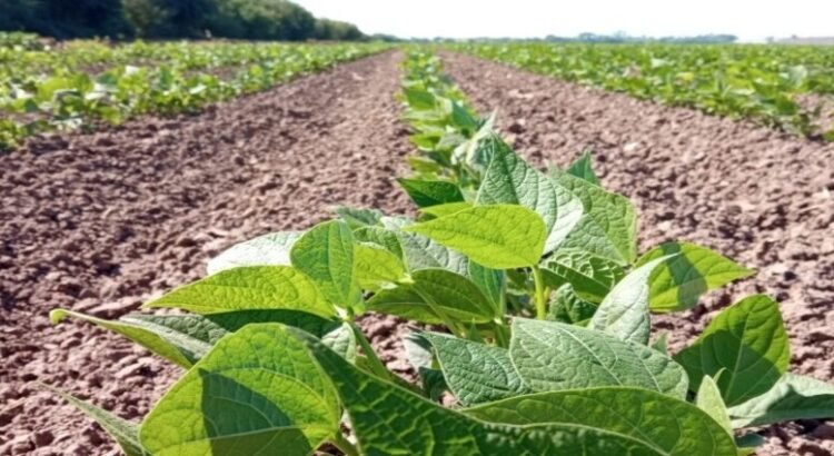 Sinaloa plantea objetivo de siembra de 150 mil hectáreas de frijol
