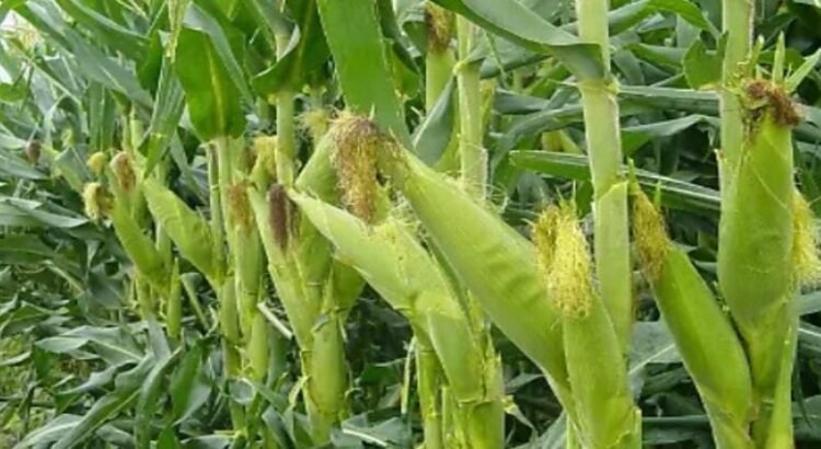 Establecen sembrar 469 mil hectáreas de maíz en Sinaloa como parte del próximo ciclo agrícola Establecen sembrar 469 mil hectáreas de maíz en Sinaloa como parte del próximo ciclo agrícola