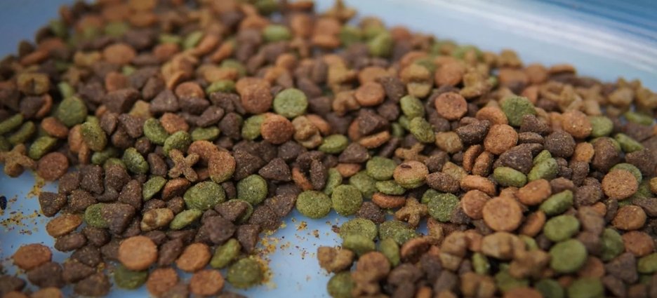 Detectan plaga asociada a materia en descomposición en croquetas para perros vendidas a granel en Culiacán